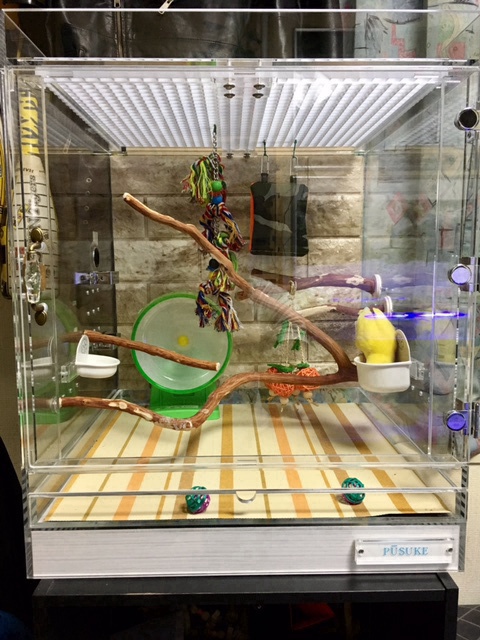 �R�U�N���C���R�̃A�N�����P�[�X