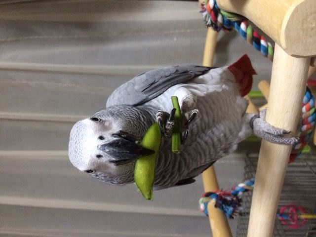 �}����H�ׂ郈�E��