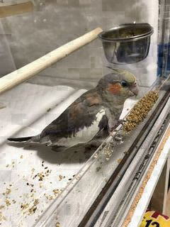 ���̉��ł��т�H�ׂ�I�J���C���R