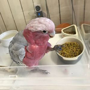 ���C�ɂȂ��������C���C���R