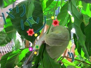 コーヒーの木をかじるオカメインコ