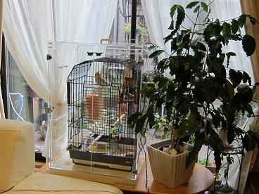 �I�J���C���R�̃A�N�����P�[�X