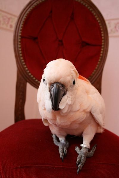 お迎えしたオオバタン