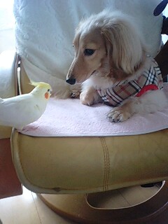 オカメインコを見る犬
