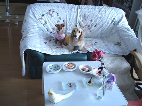 犬とオカメインコのお茶タイム