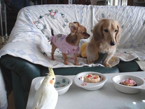 オカメインコと犬 仲が良い