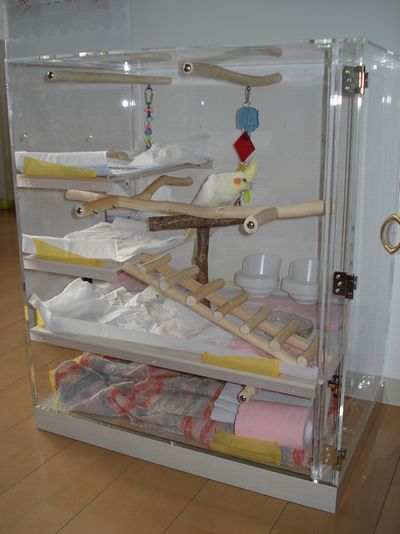 �I�J���C���R�̃A�N�����P�[�X