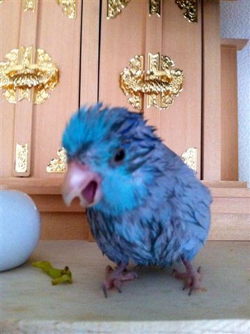 �_�I�̑O�̃}�������n