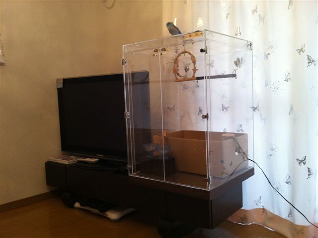 �A�N�����P�[�X�̏�ɂƂ܂�}�������n