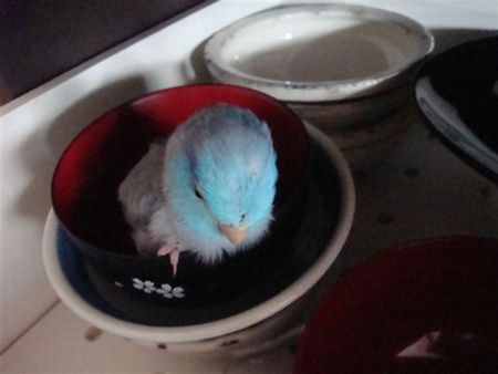 ���o�ɓ����Ă݂�}�������n