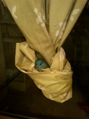 �J�[�e���̒������C�ɓ���