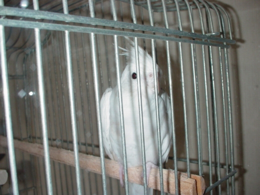 �I�J���C���R