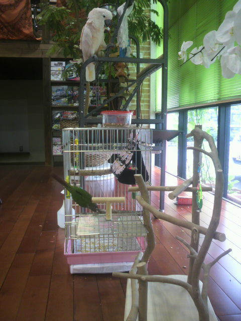 �o�[�h�W��