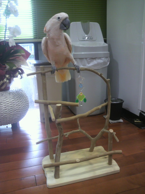 �o�[�h�W���ɏ���Ă݂�I�I�o�^��