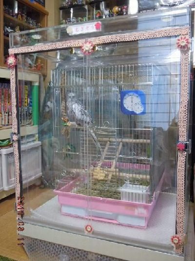 �I�J���C���R�̒���������ꂽ�A�N�����P�[�X