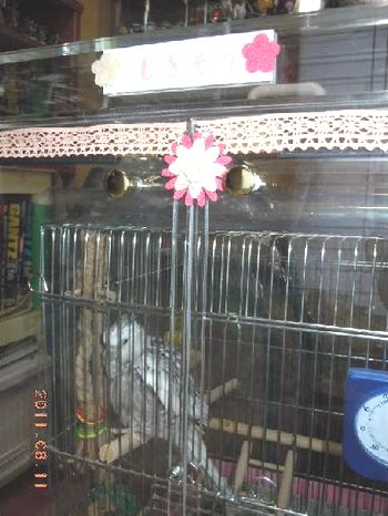 �s���N�̃��[�X�ŏ����