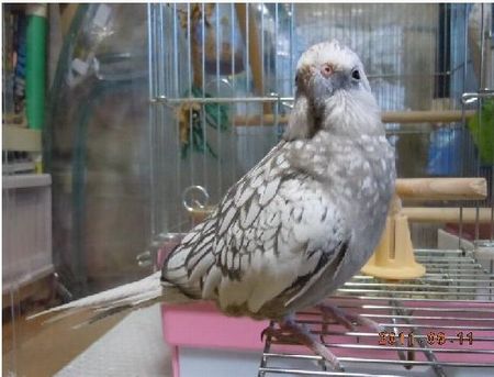 �I�J���C���R