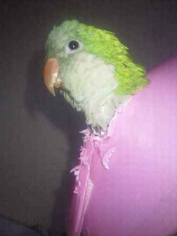 �G���U�x�X�������I�L�i�C���R