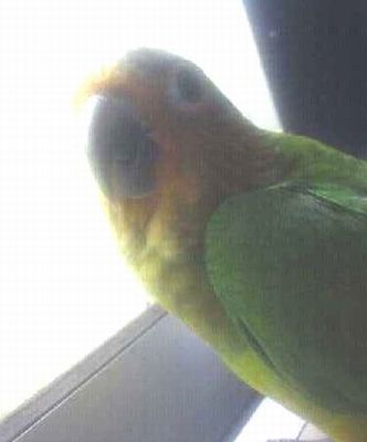 �T���g���C���R