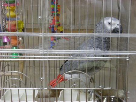 �A�N�����P�[�X���̃��E��