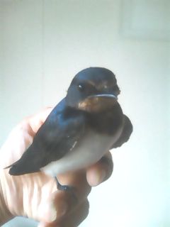 �ی삵���c�o��