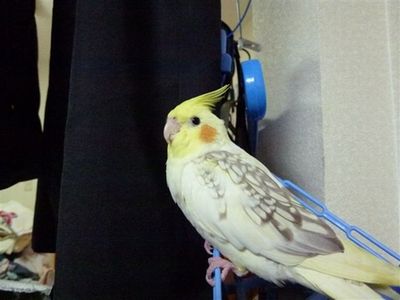 �I�J���C���R