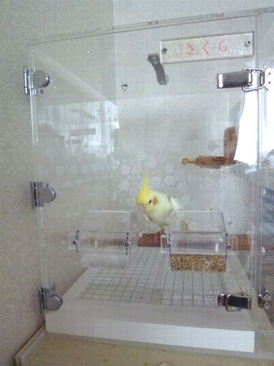 �I�J���C���R�̂��o�����p�L�����[