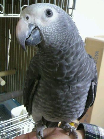 �r�ɏ�郈�E��