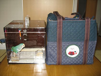 新幹線に乗る前のコザクラインコ