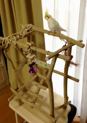 オカメインコとバードジム