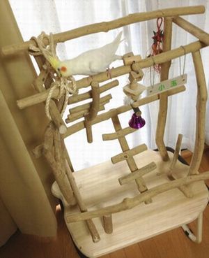 麻縄をかじるオカメインコ