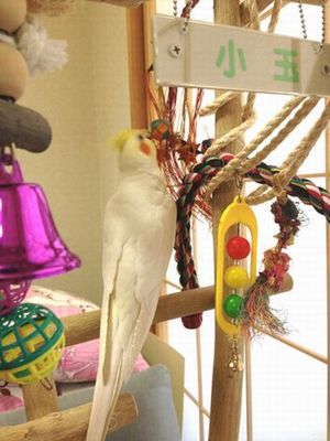 ロープをかじるオカメインコ