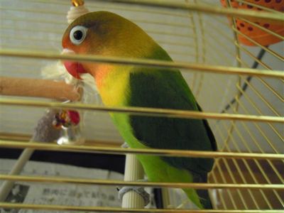 ����ꂩ�����̃{�^���C���R