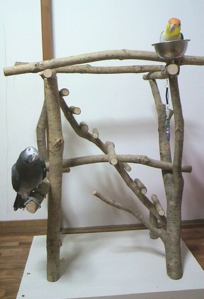 �o�[�h�W���ɏ��V���n���C���R�ƃ��E��