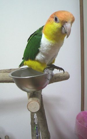 �V���n���C���R