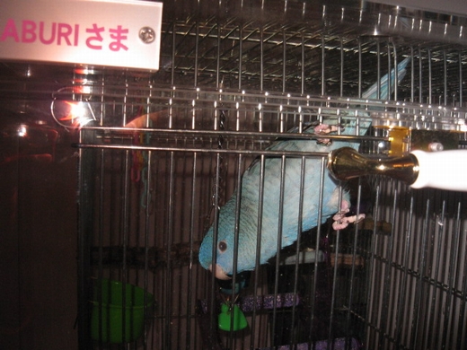 �T�U�i�~�C���R