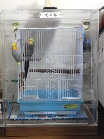 オカメインコの鳥かごを入れたアクリルケース