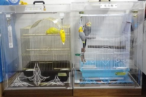 オカメインコとセキセイインコのアクリルケース