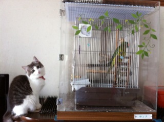 �l�R�����̃C���R�̃A�N�����P�[�X