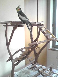 �o�[�h�W���ɏ��I�J���C���R