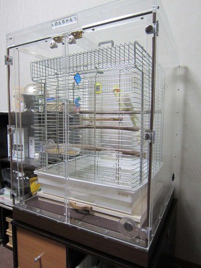 �I�J���C���R�̒���������ꂽ�A�N�����P�[�X