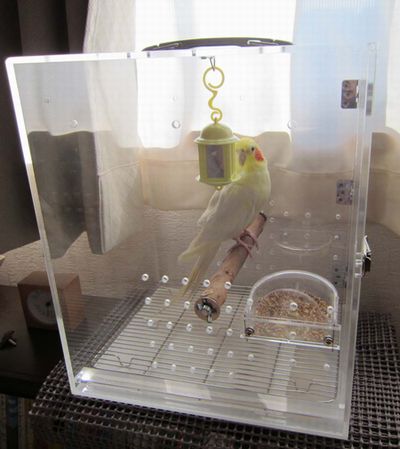 �I�J���C���R�̃L�����[�P�[�X