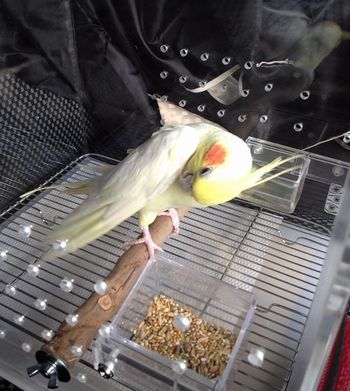 �I�J���C���R