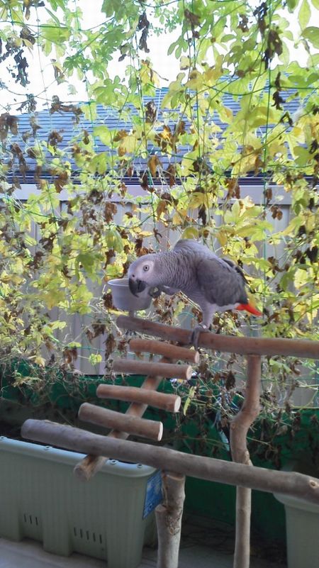 �o�[�h�W���Ɏ~�܂郈�E��