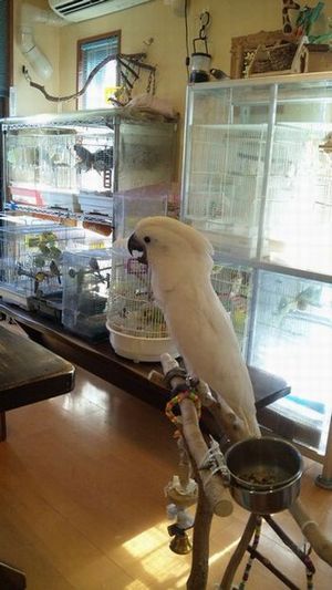 �؂񂬂���X��