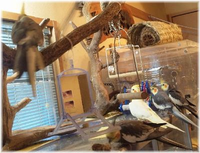 ���̗a���菈