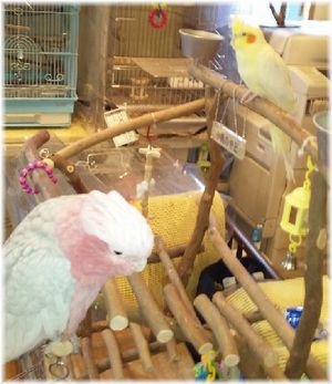 �����C���C���R