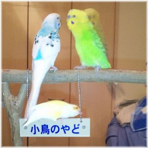 �a�����Ă���Z�L�Z�C�C���R