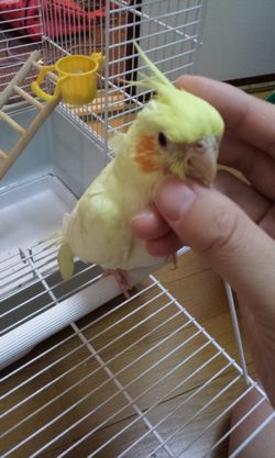 オカメインコを撫でる