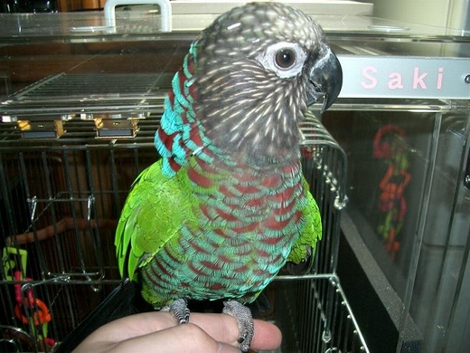 カラフルなインコのアップ